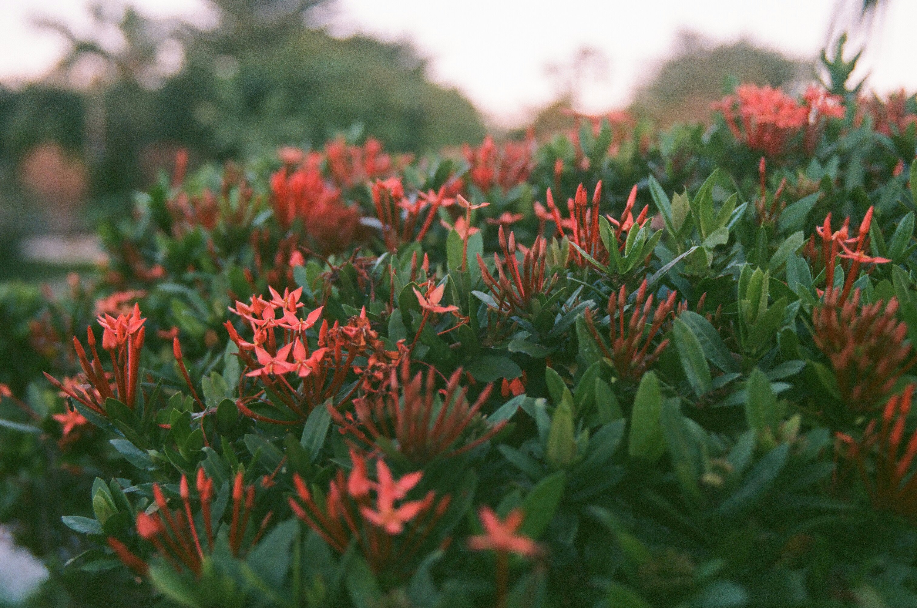 red flowers with green leaves